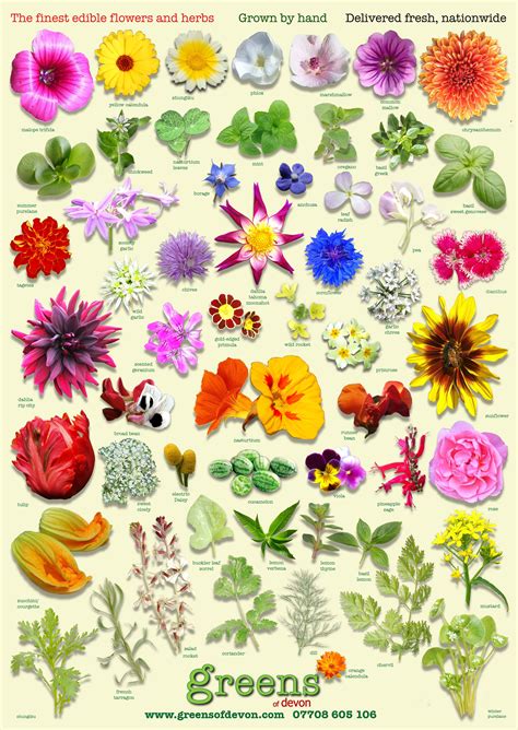 Well, gone are the days of frantically googling descriptions to no avail. beautiful new poster showing just some of the edible ...