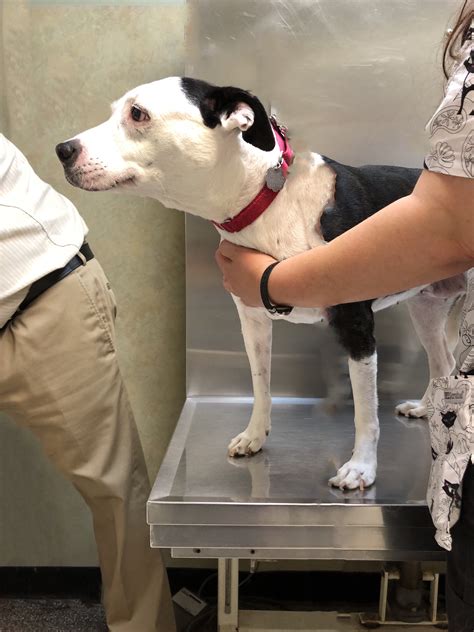Does PetSmart Perform Vaccinations for Dogs? - FindReviews