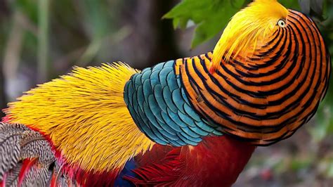 The Top 10 Most Stunningly Beautiful Birds In The World Slide Show