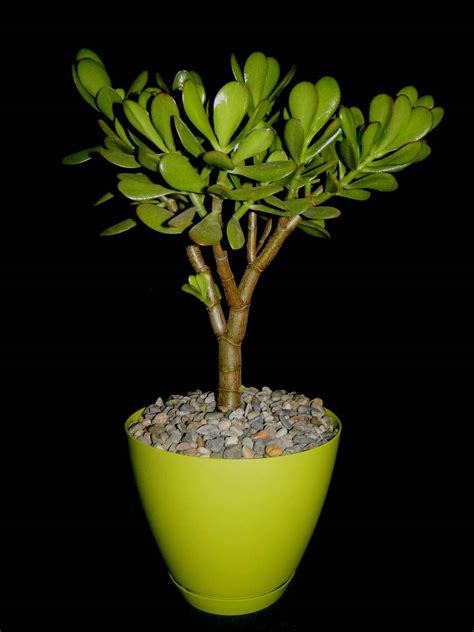 Money plants (pothos) are evergreen climbers that can grow up to 20 m high, requiring no extensive care. Crassula ovata - Jade Plant, Money Tree | World of Succulents