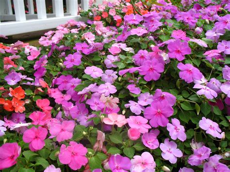 New guinea impatiens are some of the best annual flowers for shade and do very well in full shade to part shade. Pretty Flowers That Like Shade - HomesFeed