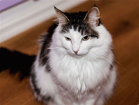 Породы кошек с кисточками на ушах: фото и факты | Сайт «Мурло»