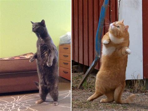 Cats Standing Up Will Make You Fall Down Laughing