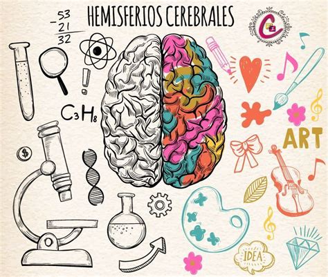 Los Hemisferios Cerebrales Funciones Y Caracter Sticas Consulta