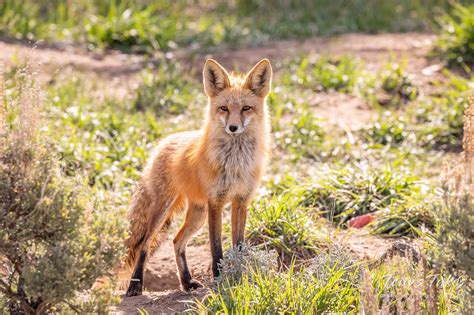Red Fox Vixen Striking A Pose For National Dog Day Tonys Takes