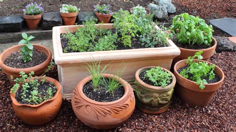 Video Start Your Own Culinary Herb Garden Wise Gardening