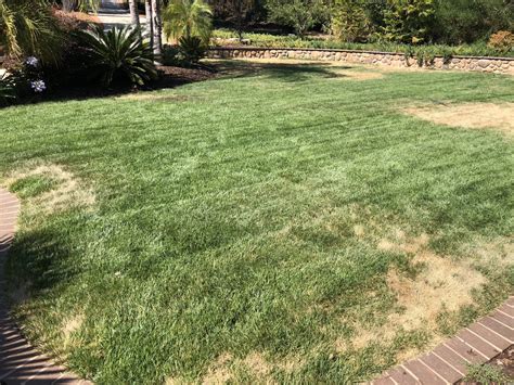 Please Help Figure Out What Is Causing This Grass Damage Lawnsite™ Is