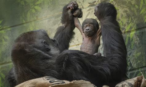 Tiny Miracle At London Zoo Critically Endangered Gorilla Born Talker Uk
