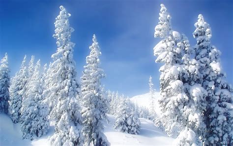 Wonderful white snow over the trees - Winter season