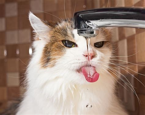 Does Your Cat Have A Drinking Problem Catster