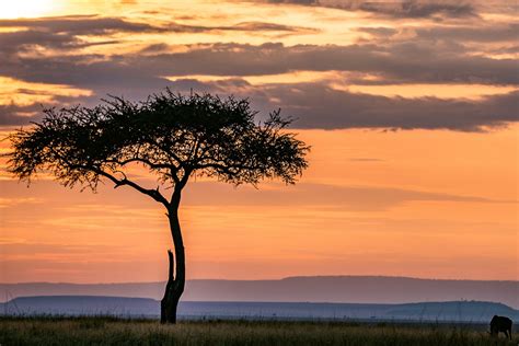 Lone Tree Wildebeest Sunset Rift Free Photo On Pixabay