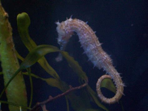 Seit 2000 wird der zoo großflächig unter dem projektnamen „zoo der zukunft umgebaut und erweitert. Bild "Seepferdchen" zu Aquarium (Zoologischer Garten) in ...