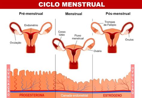 Menstruação O Que é Ciclo E Ovulação Toda Matéria
