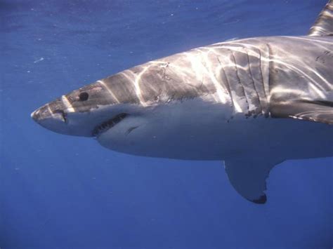 Two Rare Shark Attacks Reported Along New Yorks Fire Island Beaches