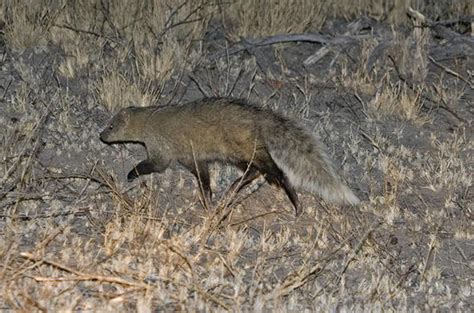 It is the only member of the genus ichneumia. White-Tailed Mongoose - Mongoose Family - South Africa