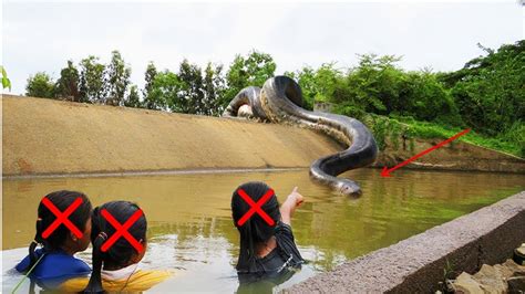 Largest Anaconda Ever Captured Pnasignal