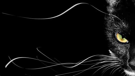 Free Download 50 Black Cat Wallpaper For Computer On 1920x1080 For