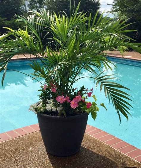 We did not find results for: Pin by Gary and Pat Phillips on Flowers in pots etc | Pool ...