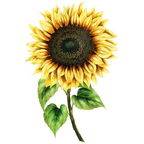 Sunflower Svg Png Digital Download Funny Sunflower Sv