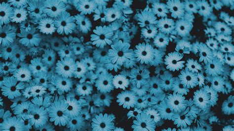 Blue Flower Aesthetic Desktop Wallpapers On Wallpaperdog