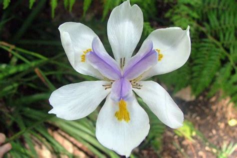 Dietes Grandiflora Bicolor