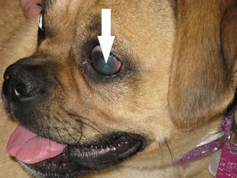 Corneal ulcers are quite painful. Corneal Ulcer - Dog - Northwest PA Pet Emergency Center ...