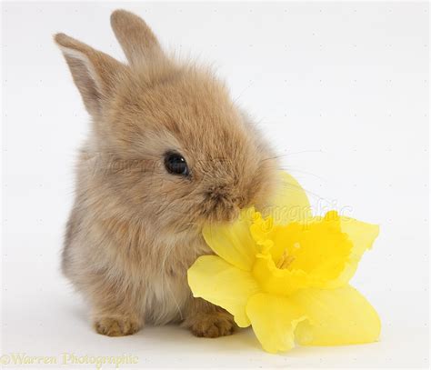 Baby Lionhead Cross Rabbit Eating A Daffodil Flower Photo Wp35498