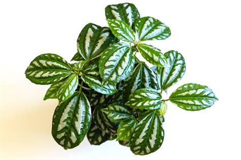 È una pianta rampicante molto utilizzata, con foglie a forma di cuore di colore verde vivo con tra le piante da appartamento, lo spatifillo produce molte foglie dal verde intenso, offre una. 12 Piante perfette per la camera da letto - Fito