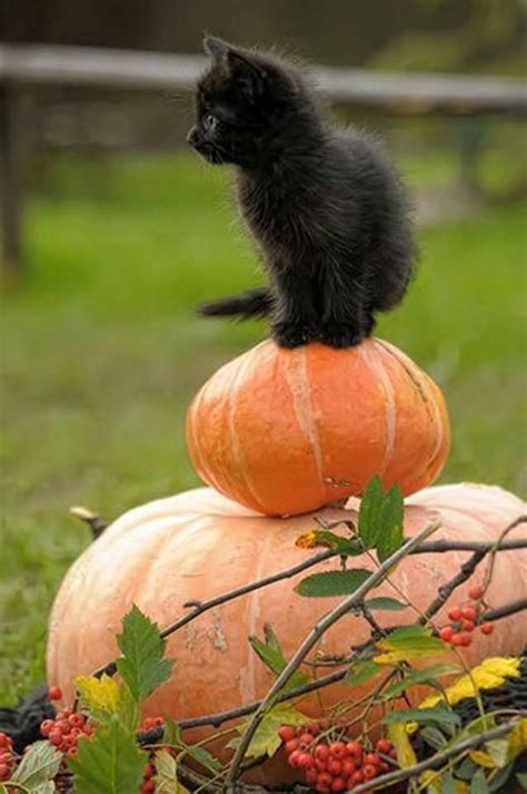 Black Kitten And Pumpkin With Images Black Cat Halloween Black