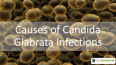 What Is Candida Glabrata And How Is It Treated Dr Hagmeyer