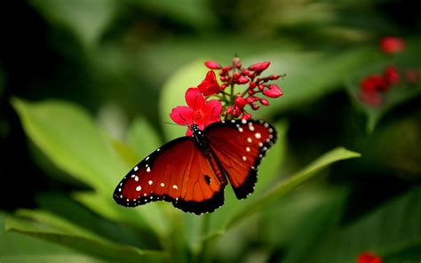 Pretty Butterfly Wallpaper 59 Images