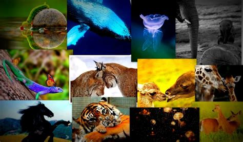 Qué Es La Biodiversidad Importancia Que Tiene Y Sexta Extinción