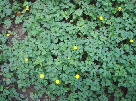 How to kill creeping charlie (and keep it from returning). Creeping buttercup identification and control: Ranunculus ...