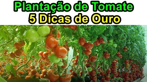 5 Dicas De Ouro Para O Sucesso Do Tomate Tomateiro Youtube