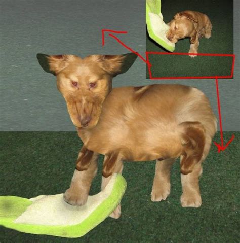 Photoshop Guide The Making Of Puppy Transformation