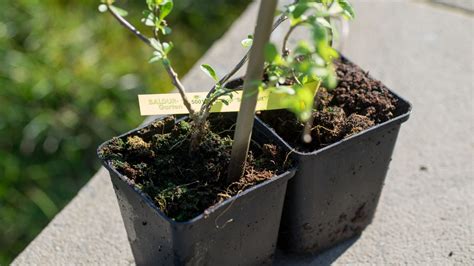 Es war eine große bestellung für eine neuanlage des gartens. Erfahrungsbericht mit dem BALDUR-Garten Versand, Anfang ...