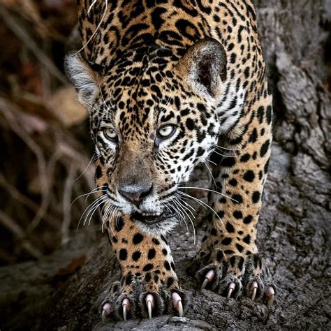 Wonders Of Africa On Instagram A Young Male Jaguar 🐆 Follow