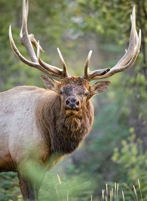 Face To Face With A Big Bull Elk Talk About Macho Elk Pictures