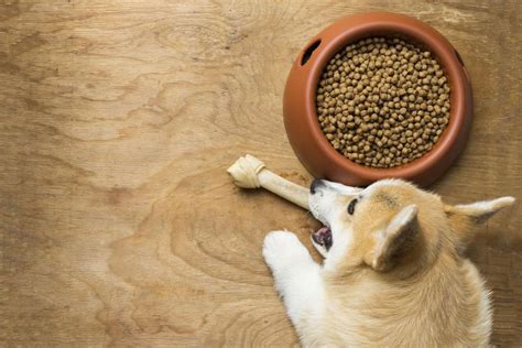 The best way to deal with this conundrum is to give your goldendoodle the kind of food they want. 3 best dog foods for sensitive stomach » Gohubb.com