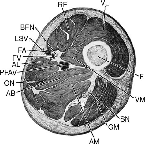 Upper Thigh Mri Anatomy Mri Of The Thigh Detailed Ana
