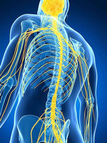 Broadly speaking, the nervous system is organised into two main parts, the central nervous system (cns) and the peripheral nervous system (pns). Symptoms of Pinched Nerve in Neck | Kempsville Chiropractic