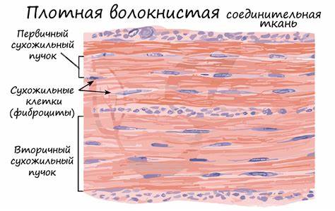 Соединительная ткань диета Какие ткани входят в состав скелета кратко Какие ткани входят в состав скелета кратко Соединительная ткань диета