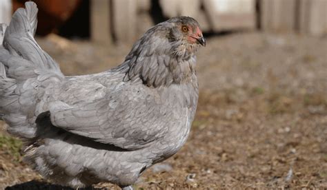 Ameraucana Chickens A Guide To The Rare Chicken Breed Blue Eggs