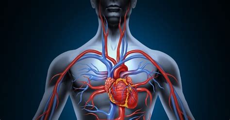 Sistema Cardiovascular Biologia A Ciência Da Vida