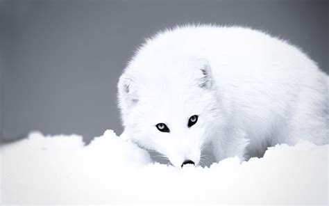 Cute Winter Animal Wallpaper 48 Images