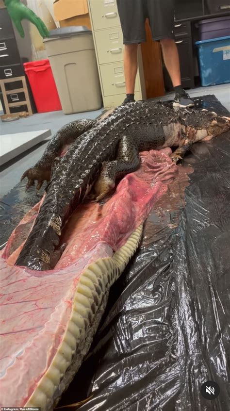 Wednesday 9 November 2022 01:07 AM Disgusting moment 5ft alligator is
