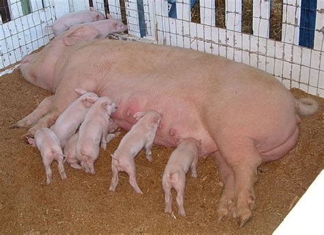 Types Of Hog Pens Pigpens From Farrowing To Finishing Pethelpful