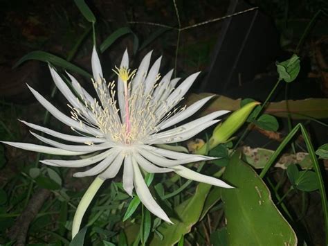 Find great deals on ebay for epiphyllum orchid cactus plant. The best night-blooming plants for your moon garden