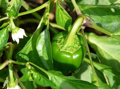 Denke oder hoffe, das wir sie vor dem start in den urlaub noch abernten können. Paprika im eigenen Garten anbauen - nachgeharkt