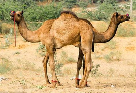 The wild species is considered to be endangered as only about 950 remain in northwest china and mongolia. One Hump Or Two Camels Line Up To Look Like A Two Headed ...